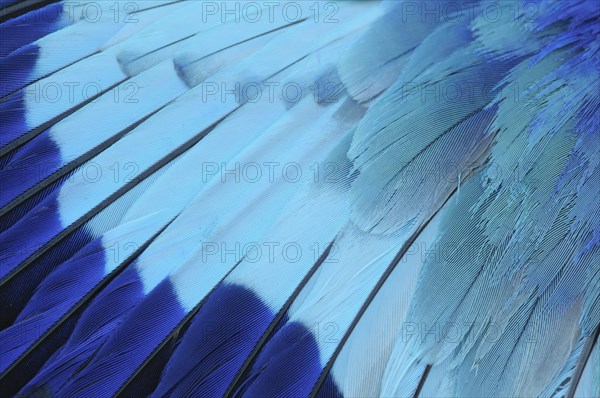 Wing of a Lilac-breasted Roller (Coracias caudata)