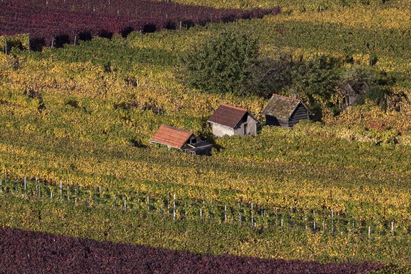 Vineyard in autumn colours