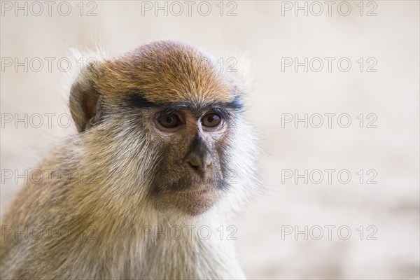 Patas Monkey (Erythrocebus patas)