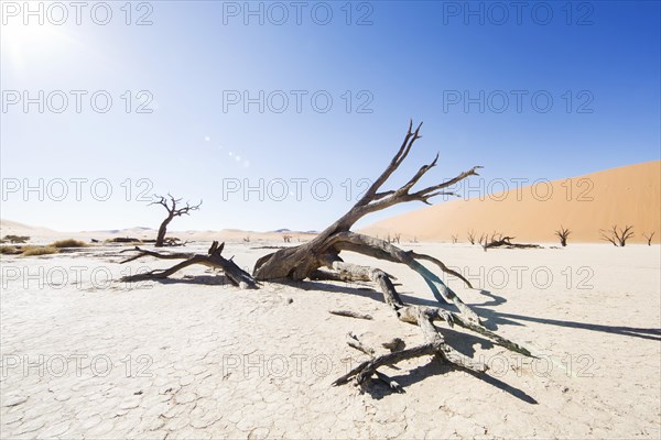 Dead trees