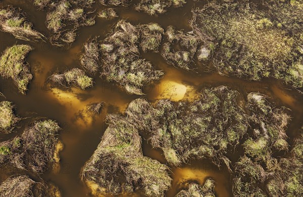Freshwater marshes with sandy streams