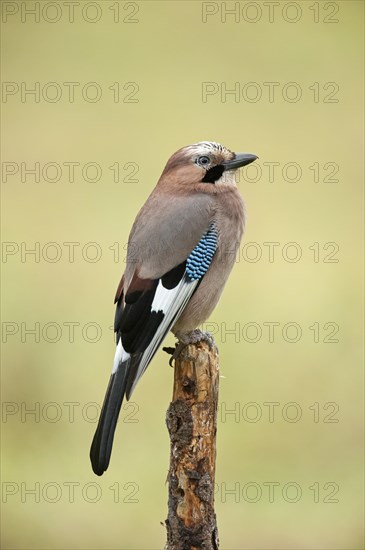 Jay (Garrulus glandarius)