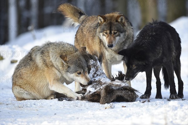 Two wolves feeding on the carcass of a wild boar