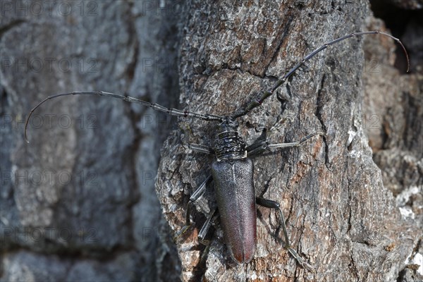 Great Capricorn Beetle (Cerambyx cerdo) in the biotope