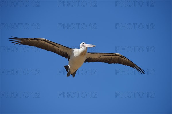 Australian pelican (Pelecanus conspicillatus)