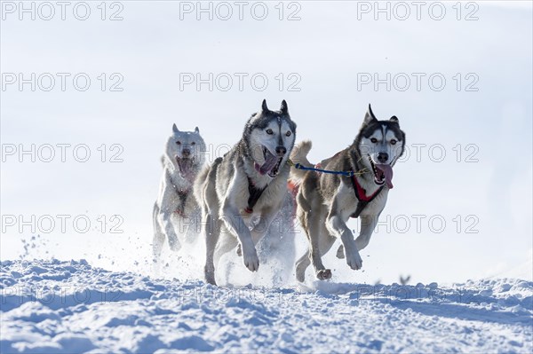 Sled dog racing