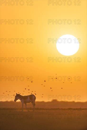 Onager or Asiatic wild ass (Equus hemionus)