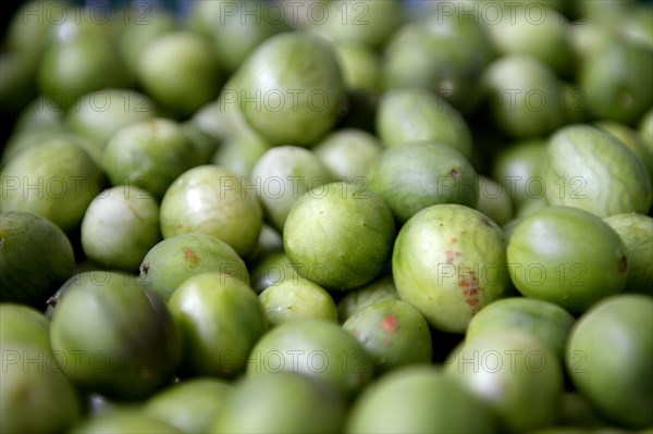 Umbu fruits (Spondias tuberosa)