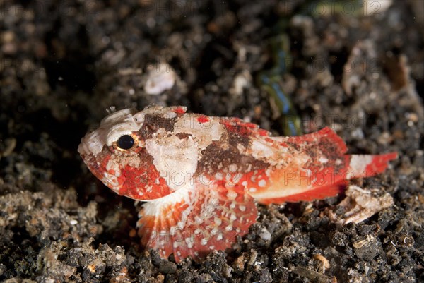 Whiteface Waspfish (Richardsonichthys leucogaster) adult