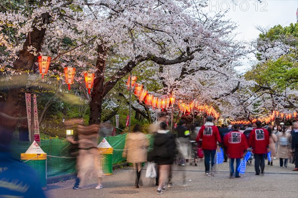 Crowd under glowing lanterns in blossoming cherry trees at Hanami Festival in Spring