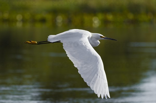 Snowy Egret (Egretta thula)