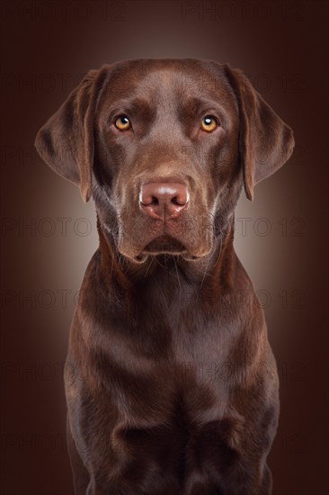 Labrador