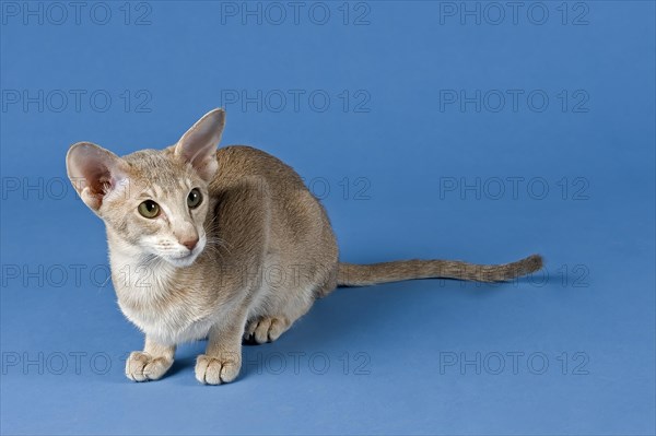 Oriental Shorthair cat