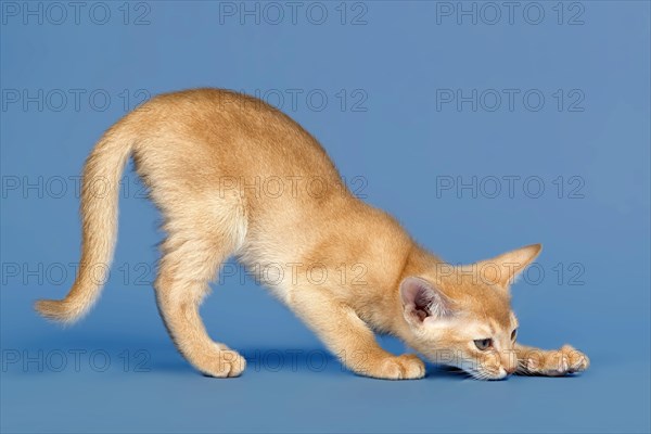 Abyssinian kitten