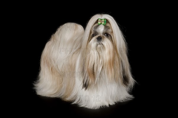 Shih Tzu