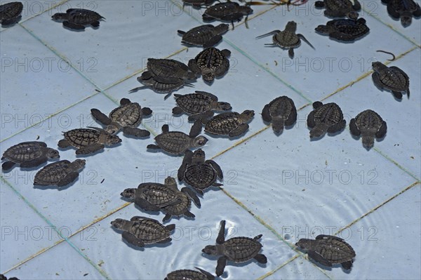 Olive ridley sea turtles (Lepidochelys olivacea) hatchlings