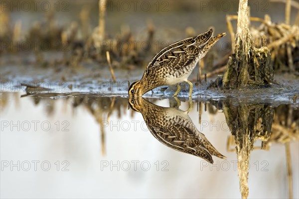Common Snipe (Gallinago gallinago)