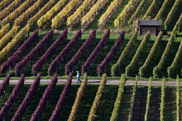 Vineyard in autumn colours