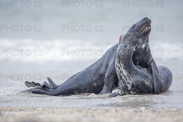Gray seals (Halichoerus grypus)