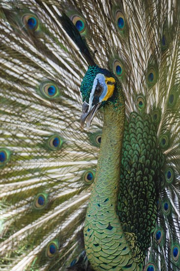 Java Peafowl or Green Peafowl (Pavo muticus)