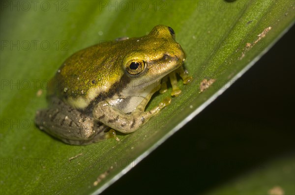 Dumeril's Bright-eyed Frog (Boophis tephraeomystax)