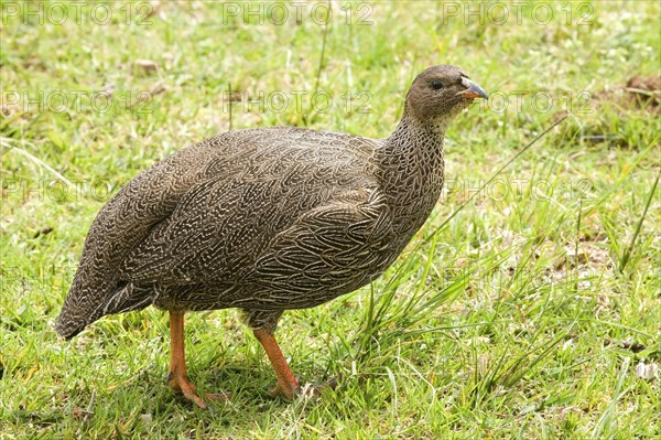 Francolin (Francolinus capensis)