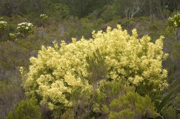 Silver tree (Leucadendron spec)