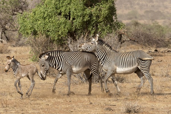 Grevy's Zebras (Equus grevyi)