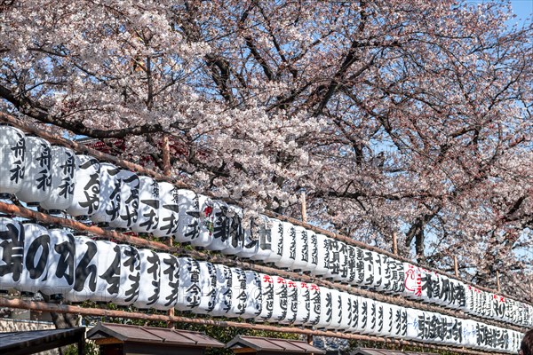 Lanterns with Japanese characters