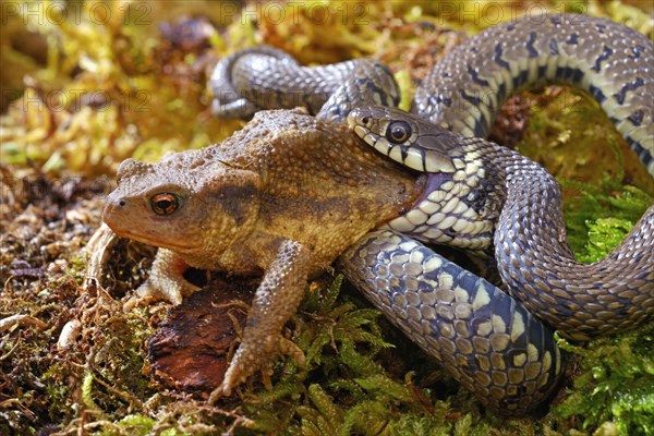 Barred grass snake (Natrix helvetica)