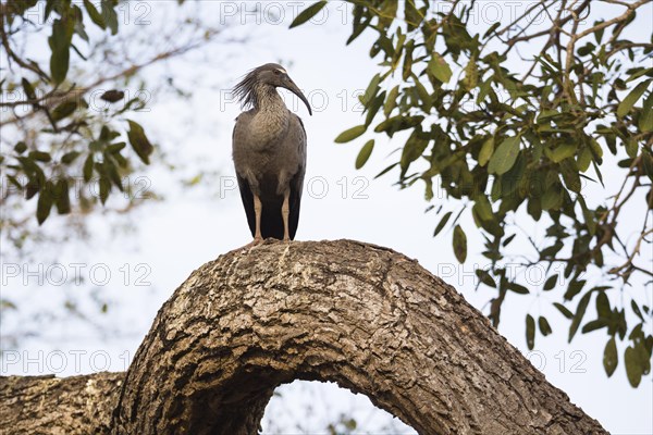 Plumbeous Ibis (Theristicus caerulescens)