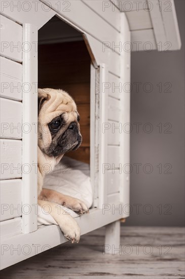 Beige pug lying in a kennel
