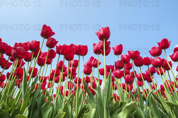 Red Tulips (Tulipa) against blue sky