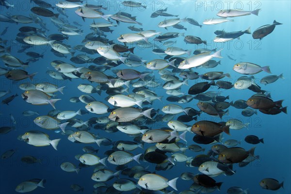 School of Elongate Surgeonfish (Acanthurus mata)