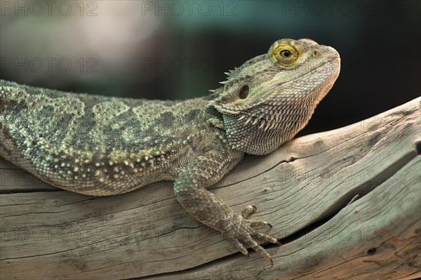 Central Bearded Dragon (Pogona vitticeps) in a terrarium