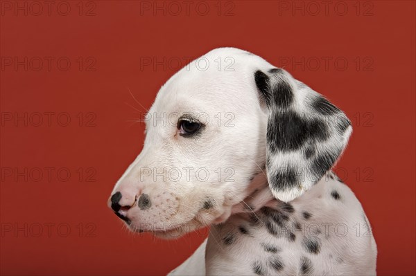 Dalmatian