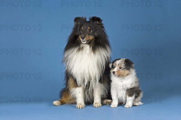 Shetland Sheepdogs