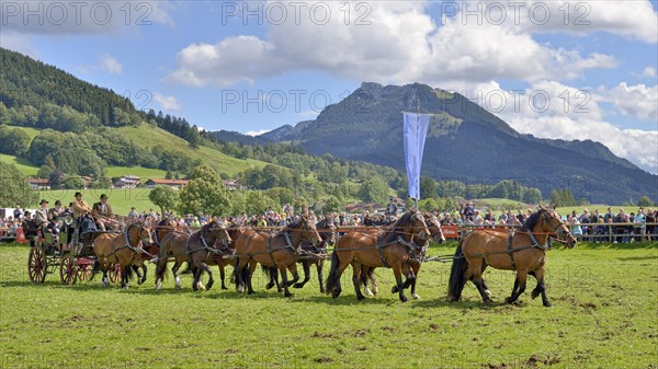 Ten-horse carriage with cold blooded horses