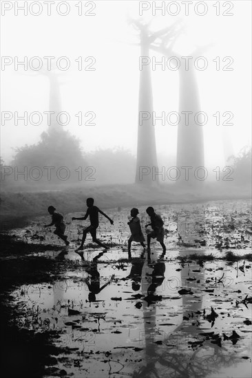 Malagasy children running in a pond in front of Baobab trees (Adansonia grandidieri) on a foggy morning