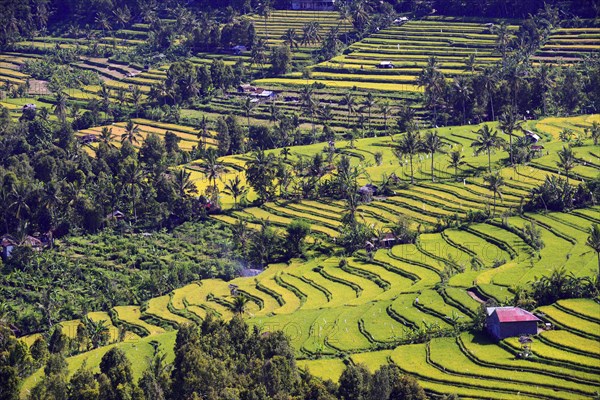 Rice paddies and rice terraces