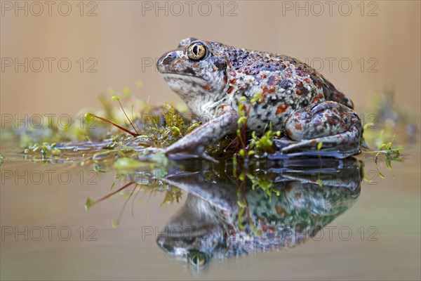 Spadefoot (Pelobates fuscus)