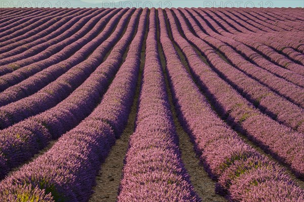 Rows of purple lavender in height of bloom in a field on the Plateau de Valensole