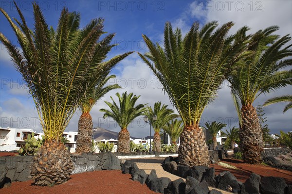 Canary Island Date Palms (Phoenix canariensis) on the Paseo Maritimo beach promenade