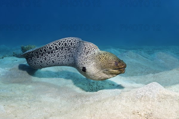 Giant moray (Gymnothorax javanicus) on sandy ground