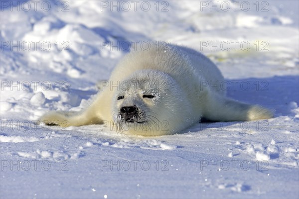 Harp Seal or Saddleback Seal (Pagophilus groenlandicus