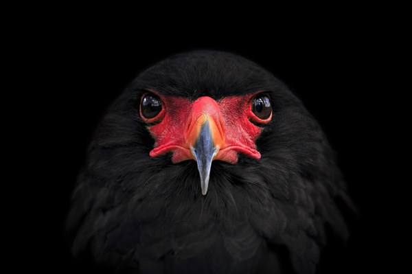 Bateleur (Terathopius ecaudatus)