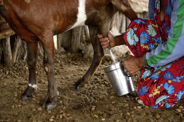 Woman milking a goat (Capra hircus aegagrus)