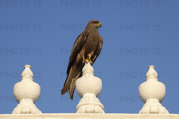 Black Kite (Milvus migrans)