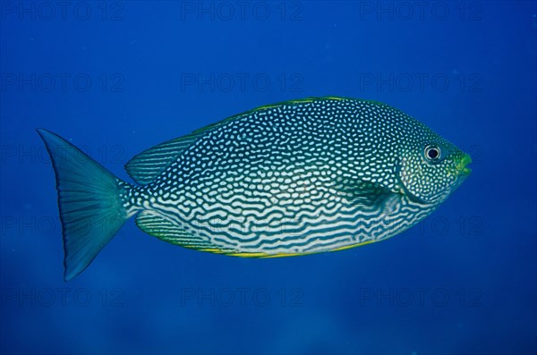 Java Rabbitfish (Siganus javus)