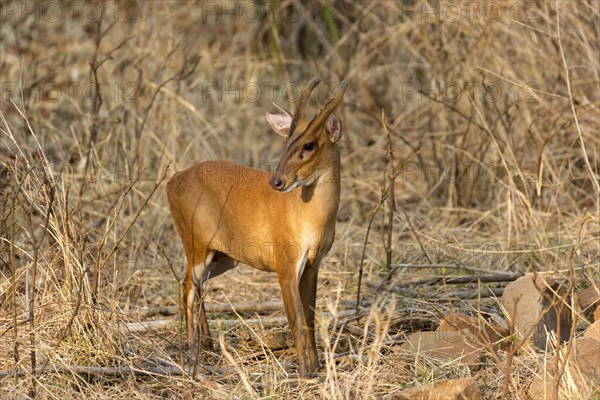 Indian muntjac (Muntiacus muntjak)